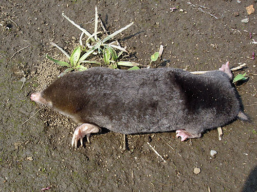 Small Japanese mole